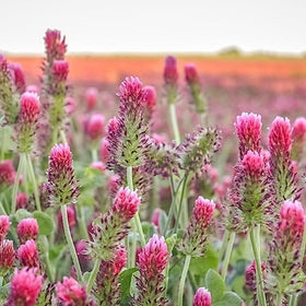 Mountain Valley Clover Trio in a field setup, ideal for soil enrichment and erosion control.
