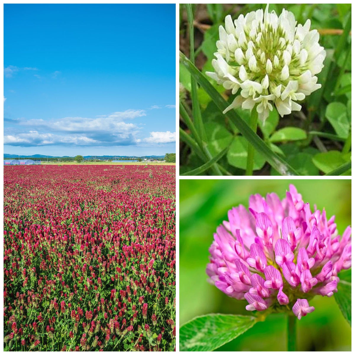 Mountain Valley Clover Trio seed blend packaging shows premium mix for cover crops and soil health.