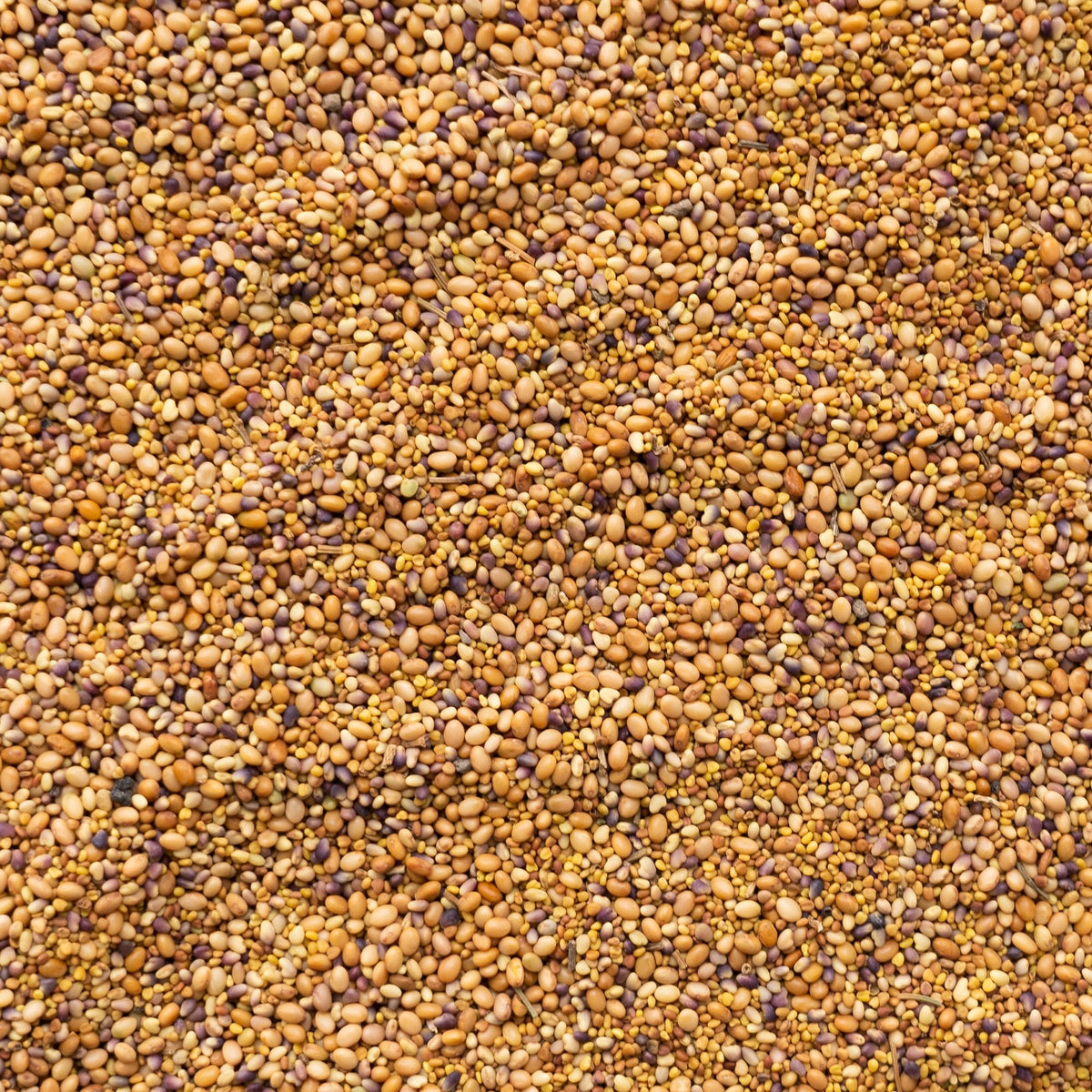Mountain Valley Clover Trio seeds close-up highlighting high germination potential for thriving cover crops.