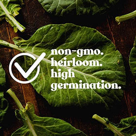 Mountain Valley Clover Trio boosts soil health with nitrogen-fixing roots.