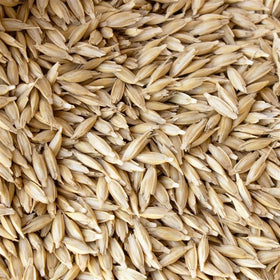 Mountain Valley Einkorn seeds in a field setting, showing sturdy, historic grain growth.
