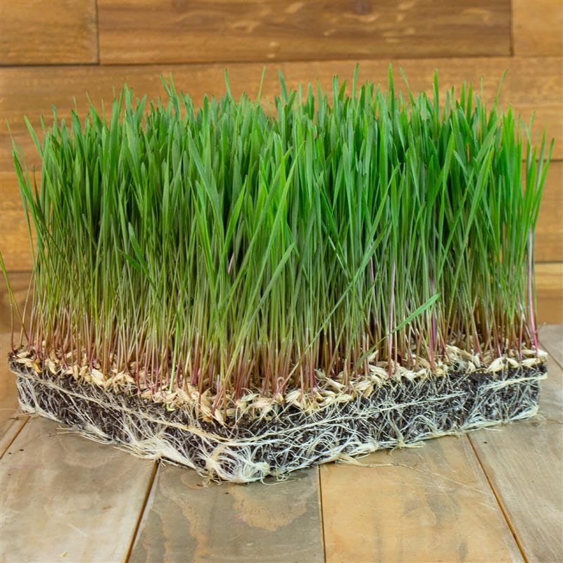 Mountain Valley Einkorn sprouts forming sweet shoots for home sprouting projects.