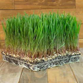 Mountain Valley Einkorn sprouts forming sweet shoots for home sprouting projects.