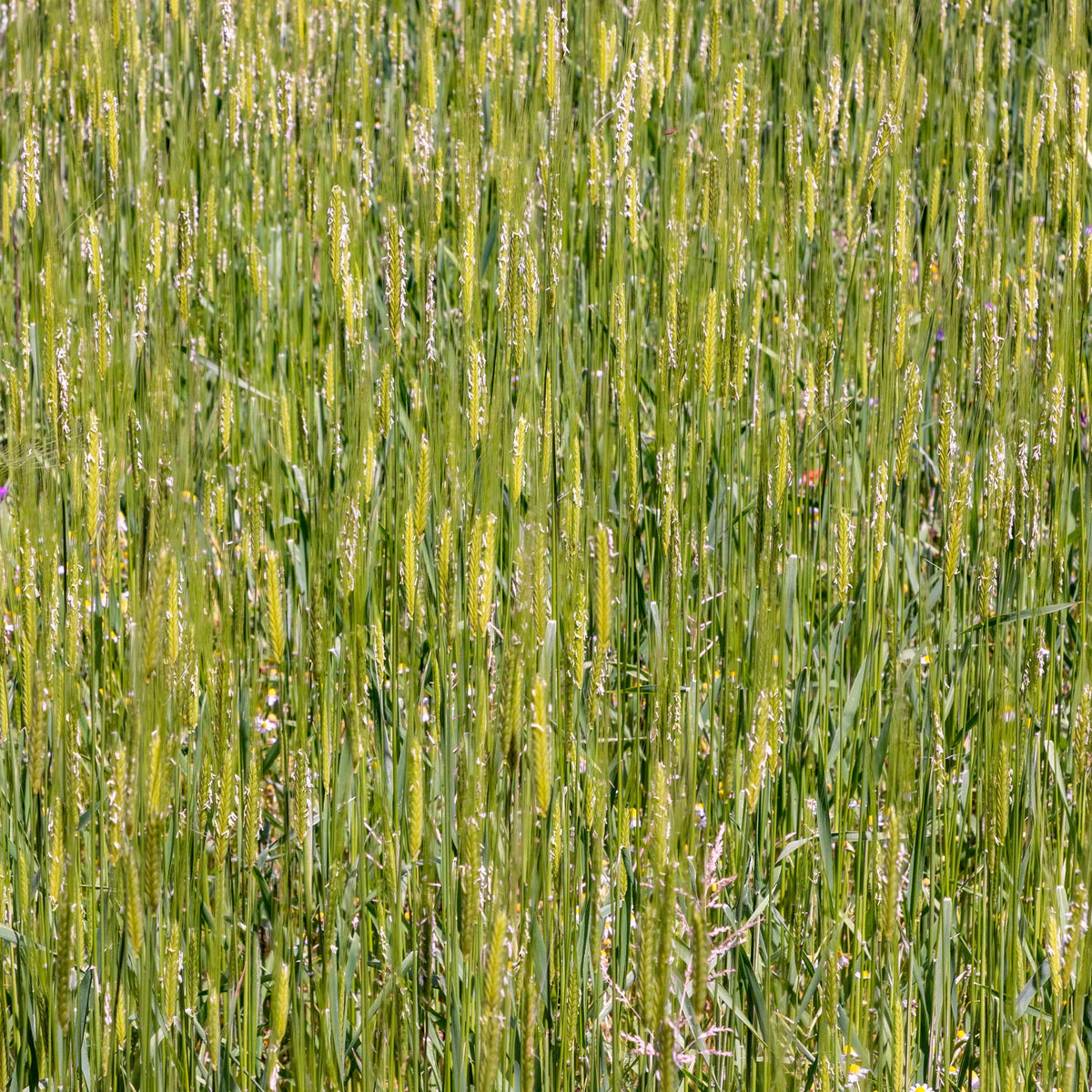 Mountain Valley Einkorn seeds stored for pantry resilience and long-term planning.