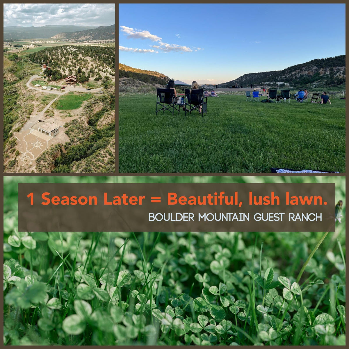 Mountain Valley Micro Clover Germination scene suggests rapid establishment and year-round color