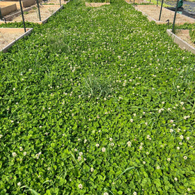 Mountain Valley Micro Clover Lawn swatch demonstrates lush, low-growing ground cover