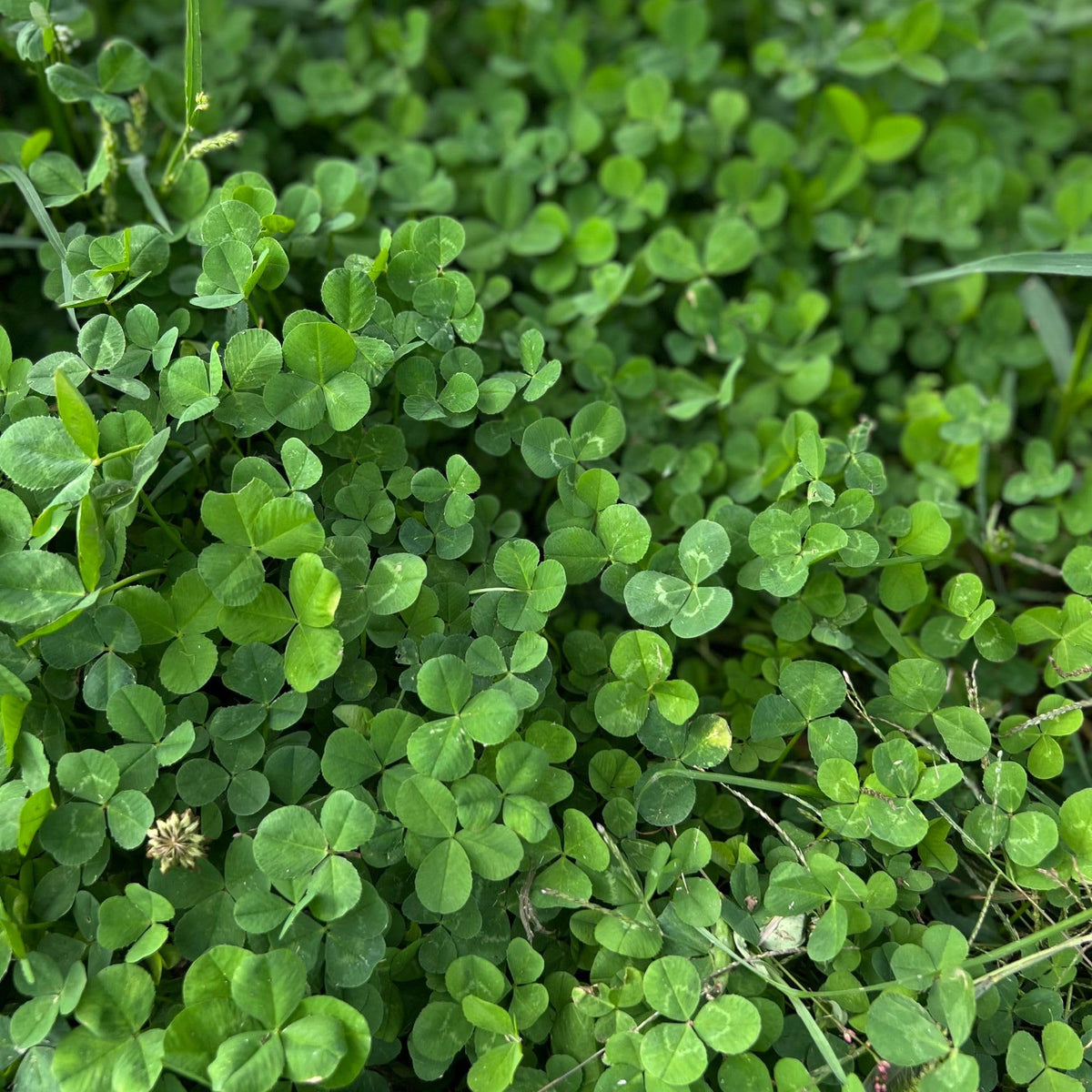 Mountain Valley Micro Clover Seed closeup reveals tiny leaves and drought-tolerant potential