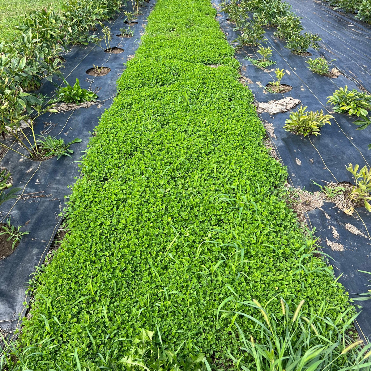 Mountain Valley micro clover lawn coverage illustrating a low-growing, evergreen carpet
