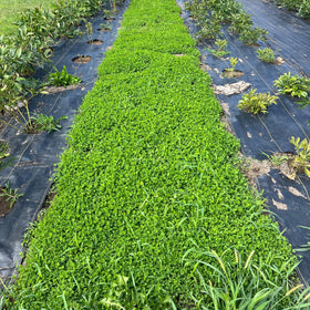 Mountain Valley micro clover lawn coverage illustrating a low-growing, evergreen carpet