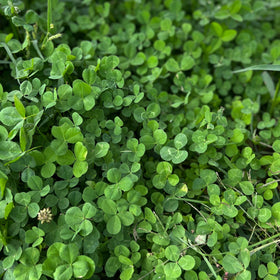Mountain Valley micro clover seeds poured over soil for easy, low-water sowing