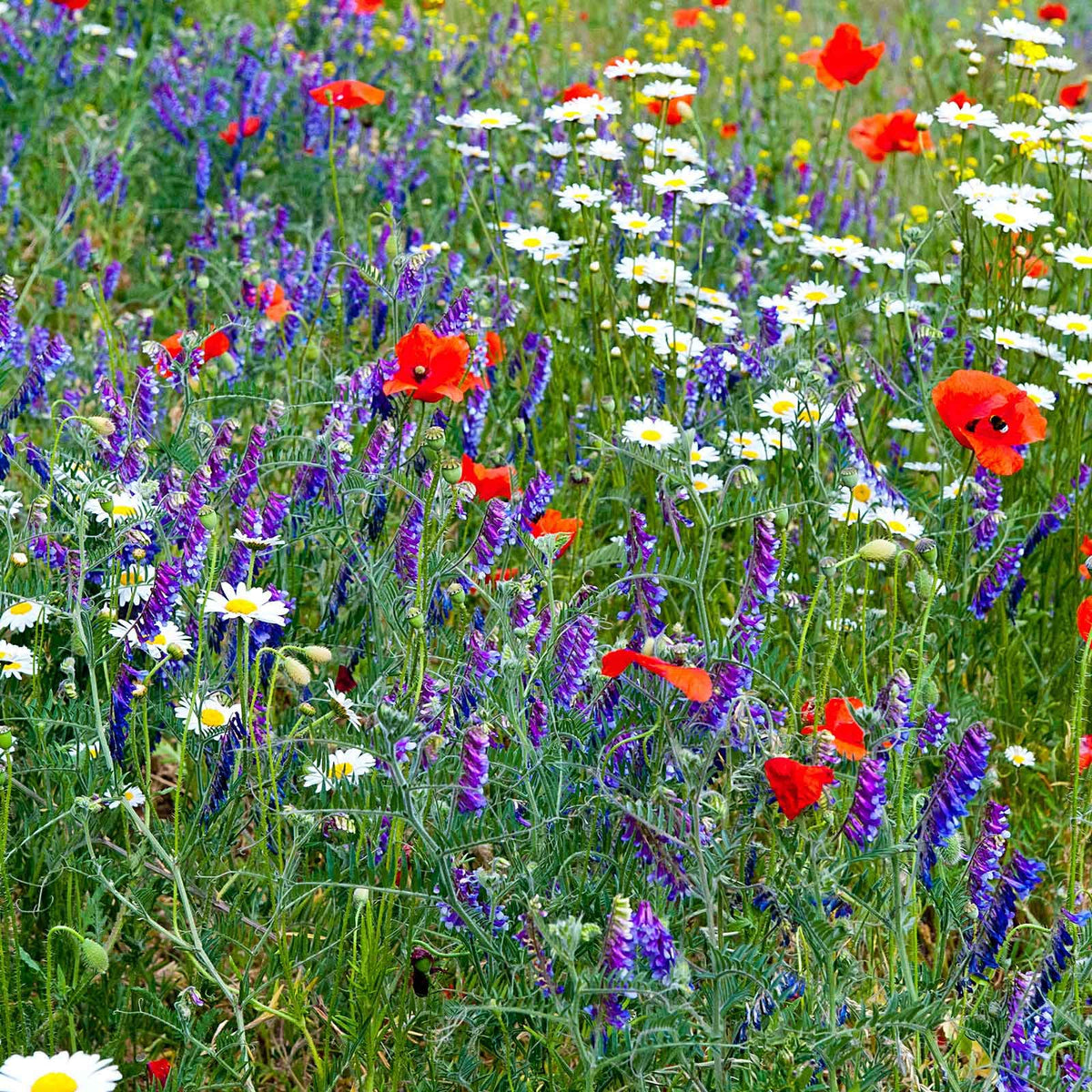 Pollinator-friendly blooms attract bees and butterflies in shade