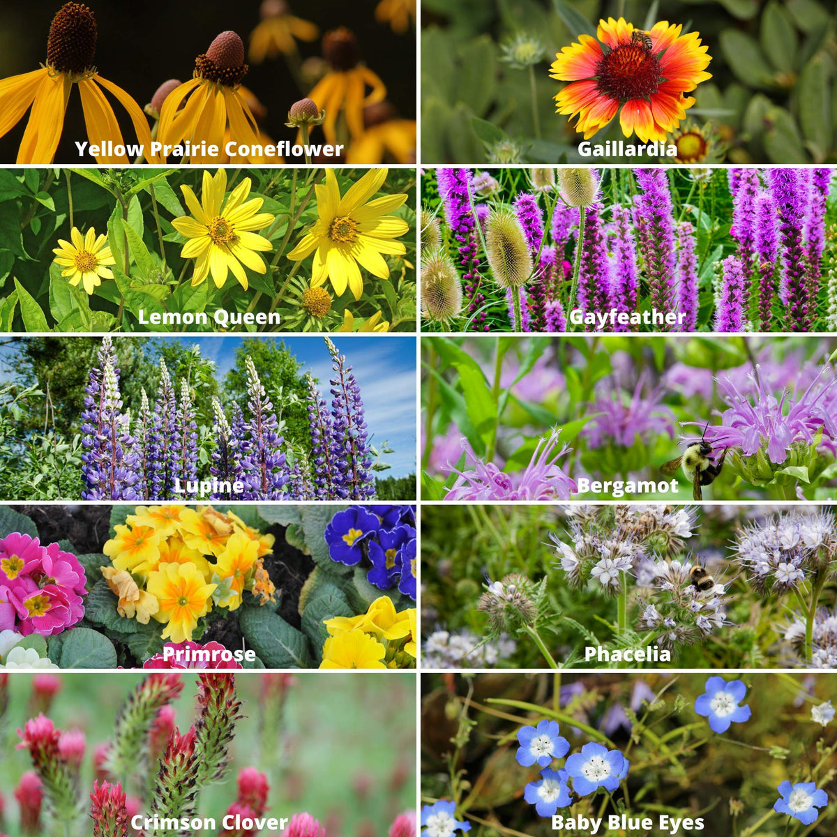 Mountain Valley Save the Bees mix vibrant blooms in a garden setting.