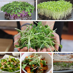 Mountain Valley Buckwheat Microgreens, close-up texture, tender and fresh greens.