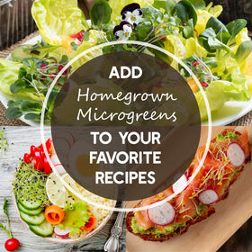 Mountain Valley Buckwheat Microgreens, red-tinged stems, vivid color for bowls.