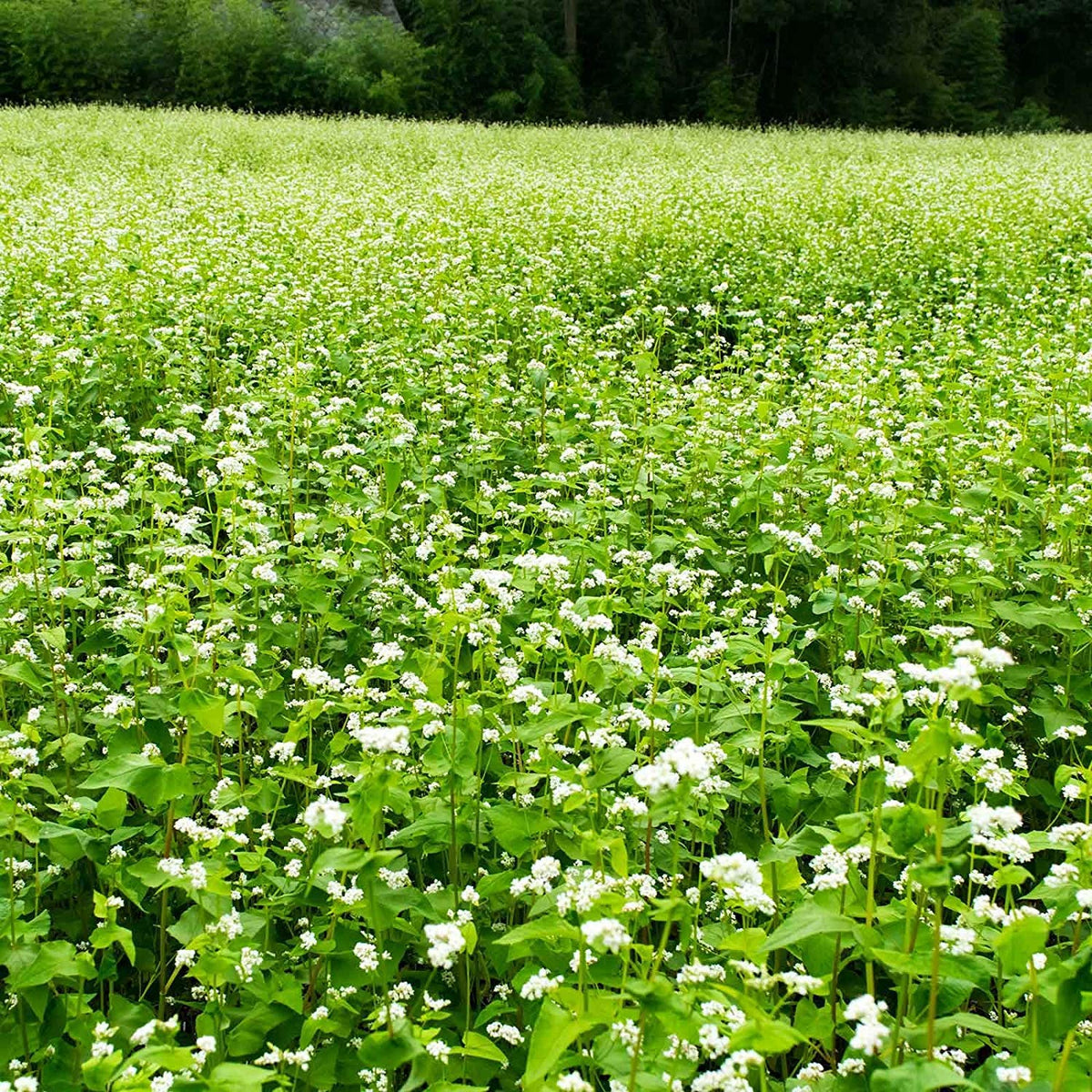 Mountain Valley Buckwheat Seeds, soaked 12–24 hours, ready for quick planting.
