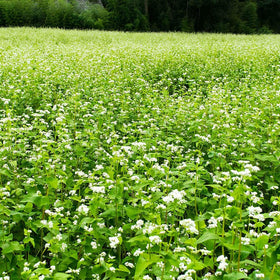 Mountain Valley Buckwheat Seeds, soaked 12–24 hours, ready for quick planting.