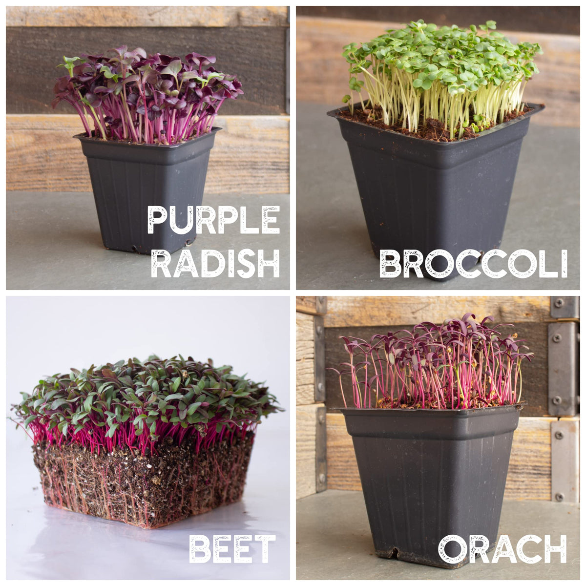 Mountain Valley Seed Co cilantro microgreens bring bright herbal flavor to dishes.