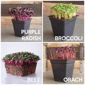 Mountain Valley Seed Co cilantro microgreens bring bright herbal flavor to dishes.