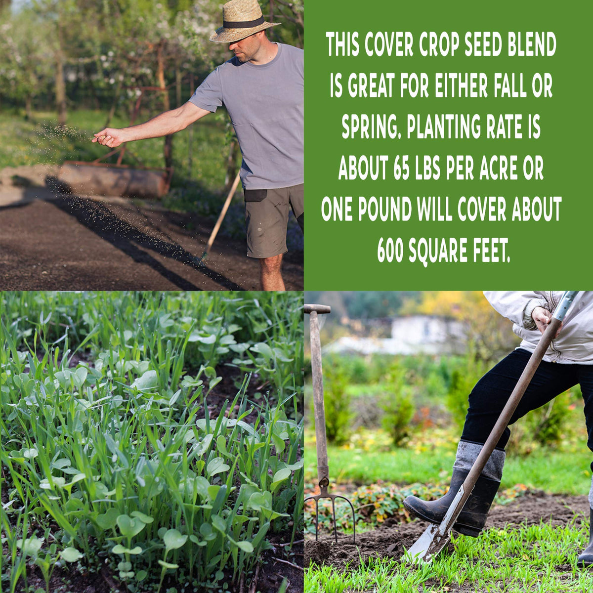 Mountain Valley Seed Co forage collards lush leaves for ground cover