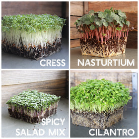 Mountain Valley Seed Co garden cress microgreens deliver crisp texture and zing.