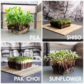 Mountain Valley Seed Co nasturtium edible flower microgreens provide peppery notes and garnish.