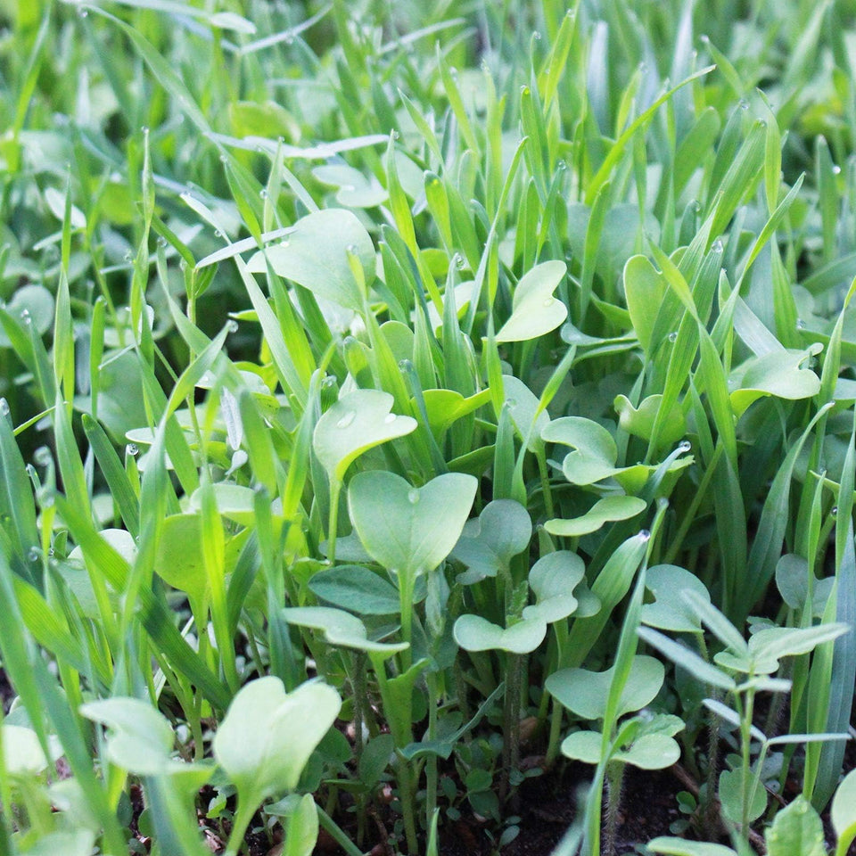 Mountain Valley Seed Co no-till cover crop mix bag shown for soil health and weed suppression