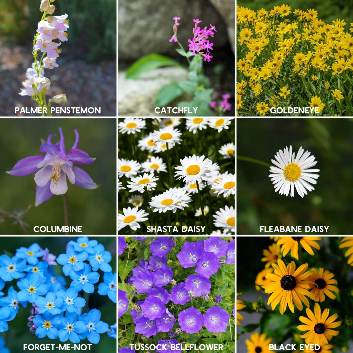 Mountain Valley Seed Colorful Wildflower Bloom Field adds vibrant color to landscapes.