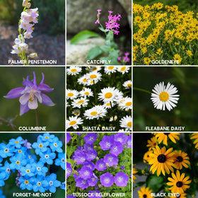 Mountain Valley Seed Colorful Wildflower Bloom Field adds vibrant color to landscapes.
