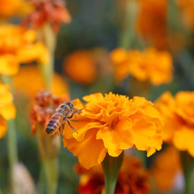 Mountain Valley Seed eco-friendly packaging for Save the Bees shaker.