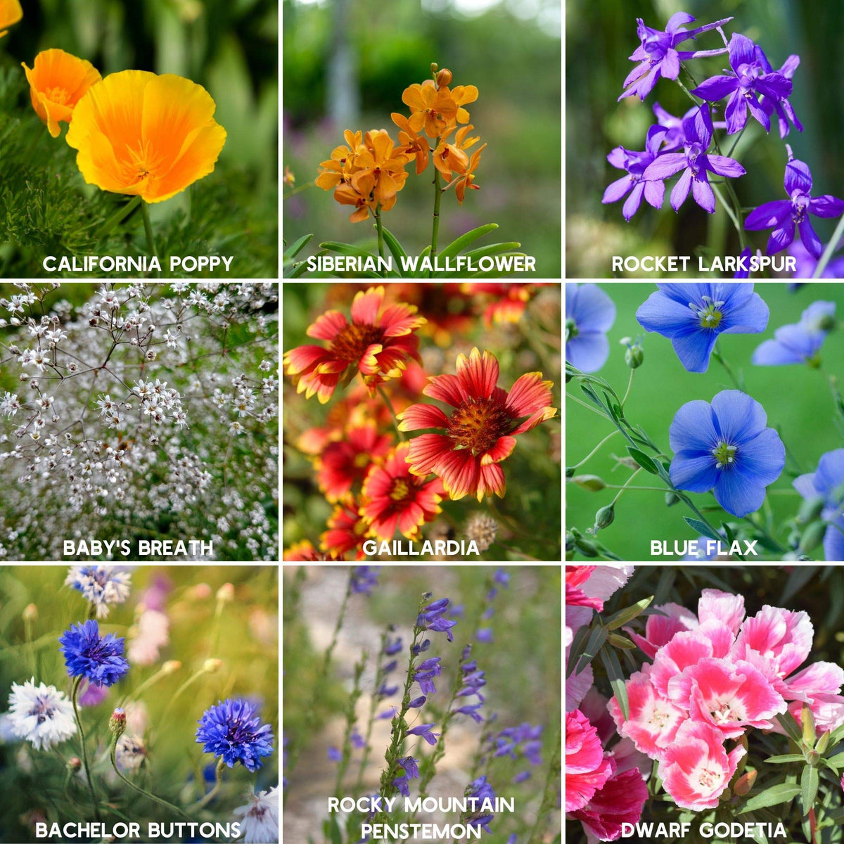 Mountain Valley Seed Pollinator Garden Scene highlights flowers attracting bees and butterflies.