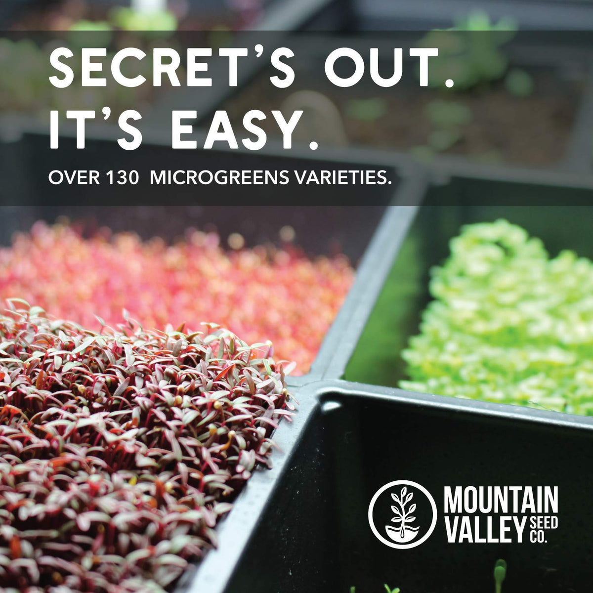 Mountain Valley microgreens bowl with fresh speckled pea greens.