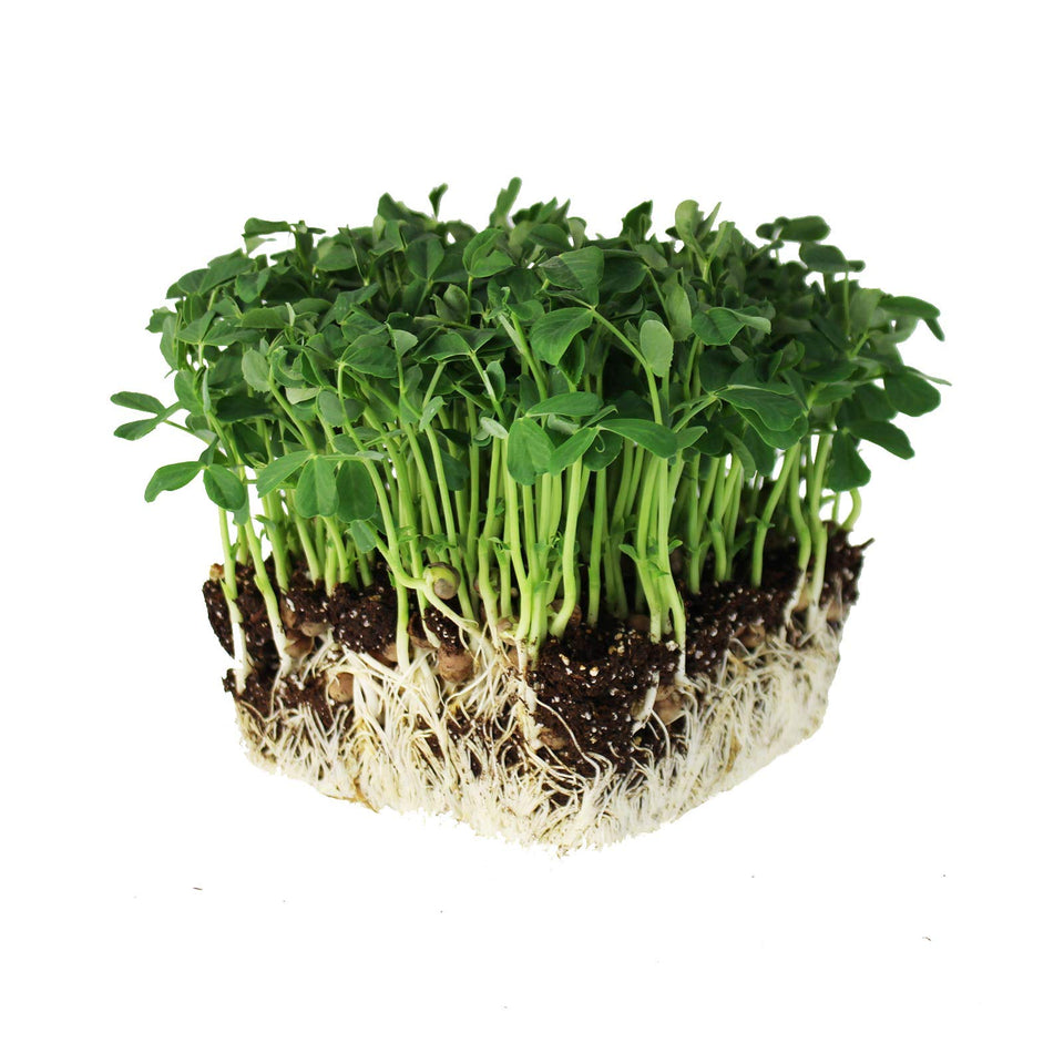Mountain Valley Speckled Pea Seeds pack for high-germination sprouting.