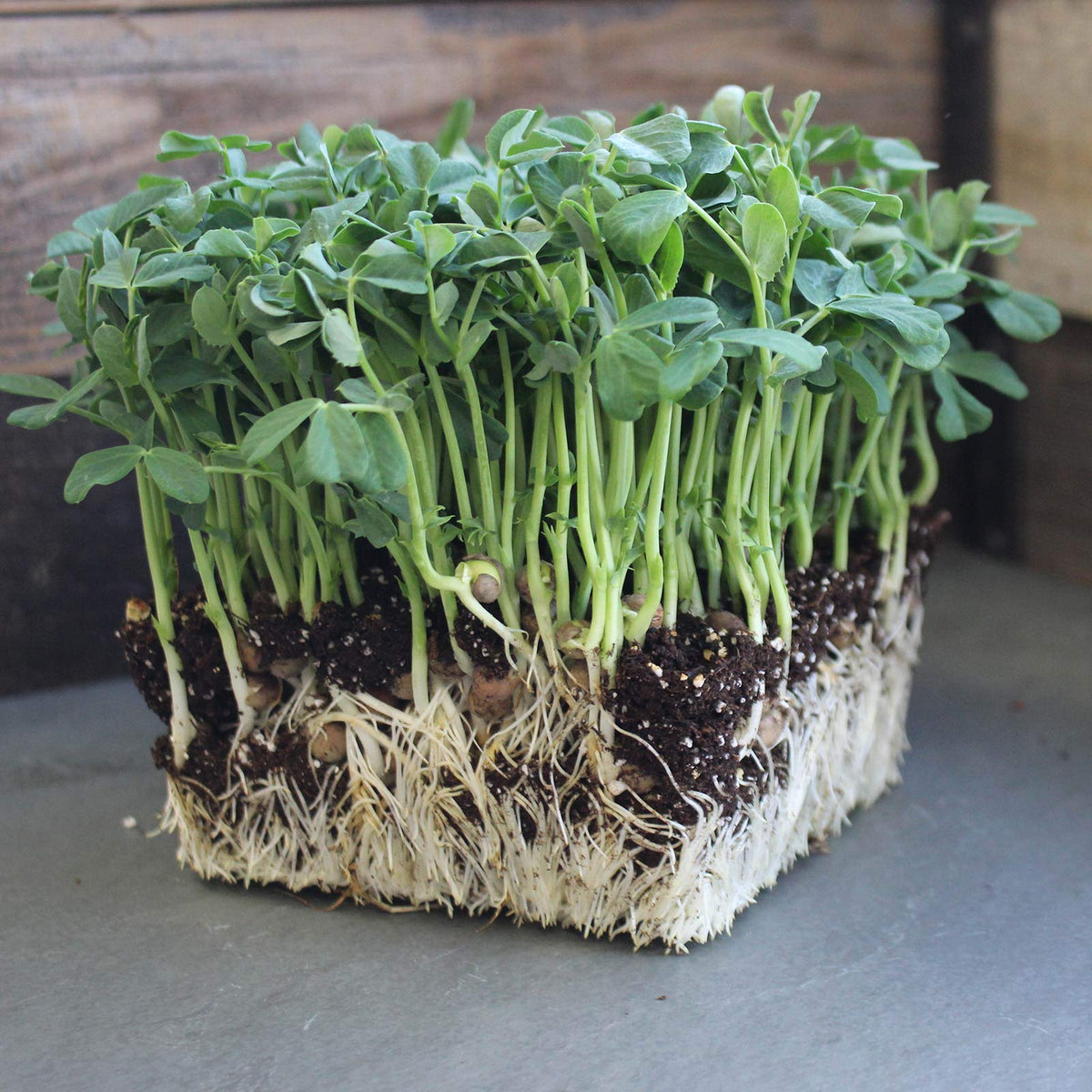 Fresh Mountain Valley pea shoots ready for salads.