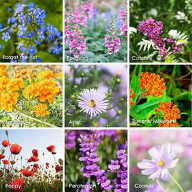 Vibrant summer color from Mountain Valley Wildflower Seed Shaker in a thriving patch.
