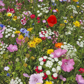 23-variety non-GMO Mountain Valley Wildflower Seed Shaker for vibrant garden color.