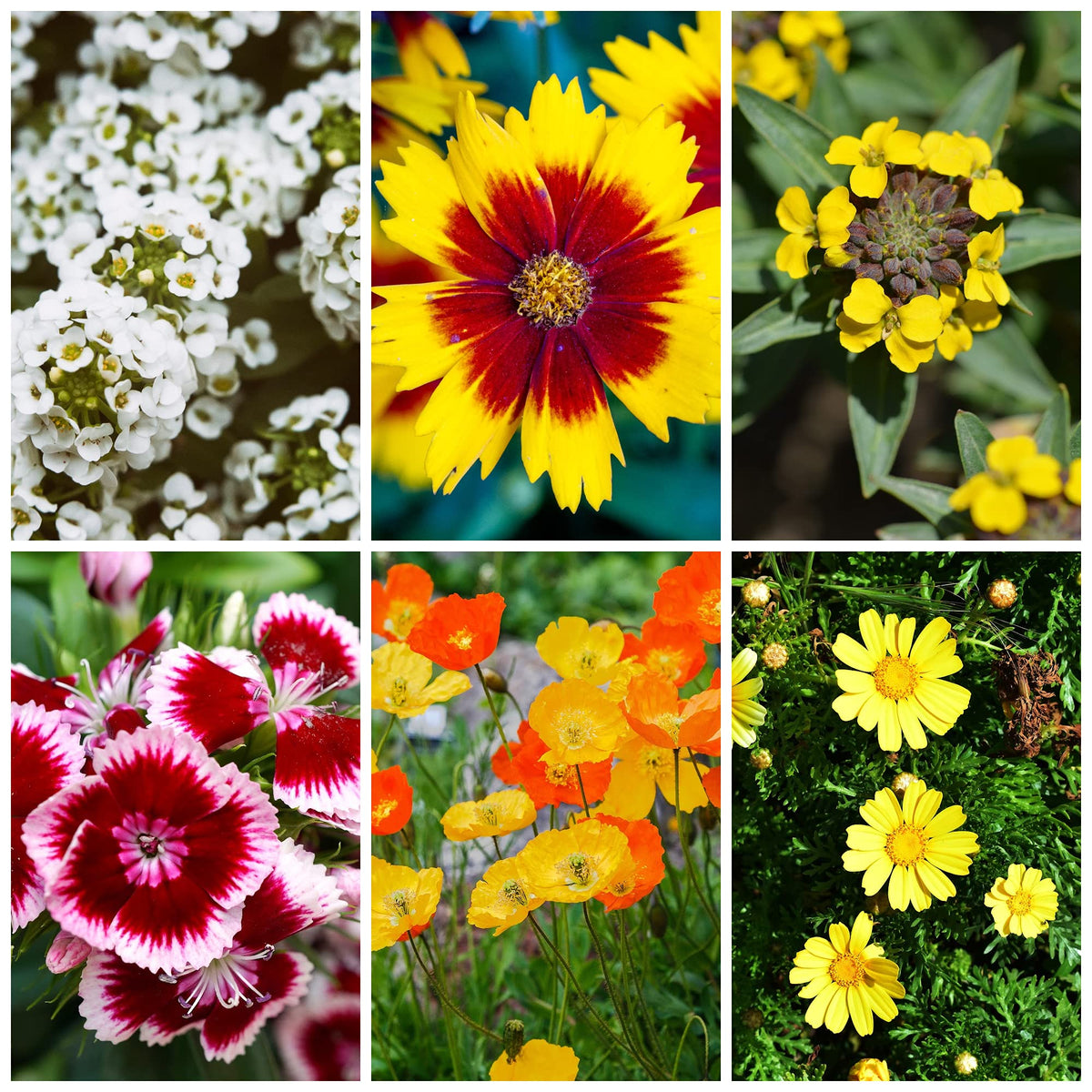 Vibrant wildflowers in bloom with Mountain Valley Dryland Mix.