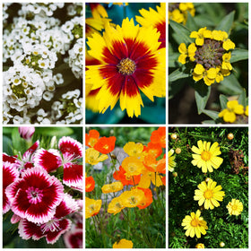 Vibrant wildflowers in bloom with Mountain Valley Dryland Mix.