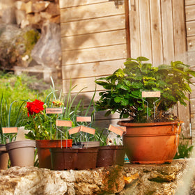 Moxweyeni plant identification kit helps organize flowers, herbs, and vegetables