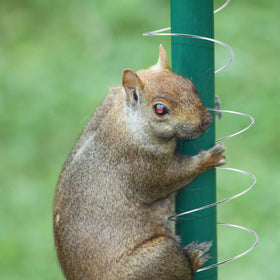 Easy-install spring device for pole-mounted bird feeders.