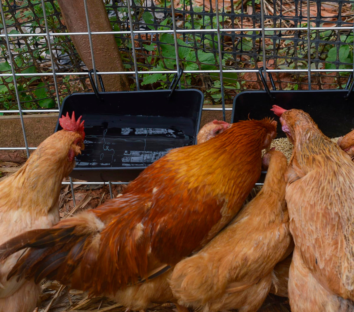 Mozoba poultry waterer feeder bucket provides fresh water for livestock