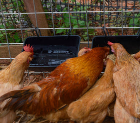 Mozoba poultry waterer feeder bucket provides fresh water for livestock