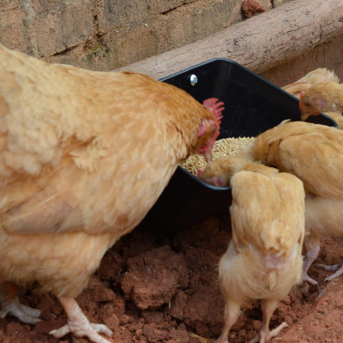 Mozoba PP plastic chicken feeder bucket is safe for animals
