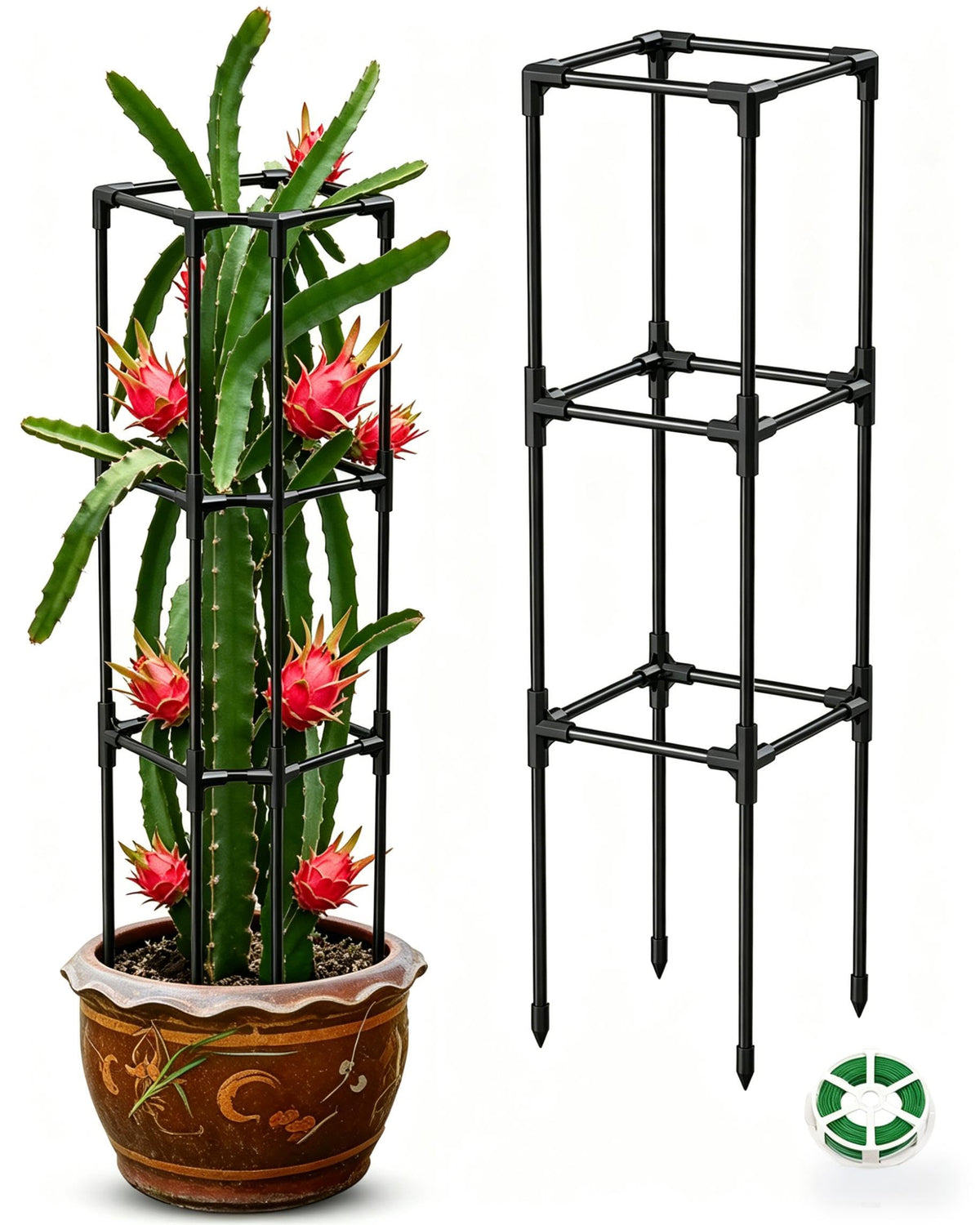 MQJIAZHI dragon fruit trellis vertical support for upright growth.