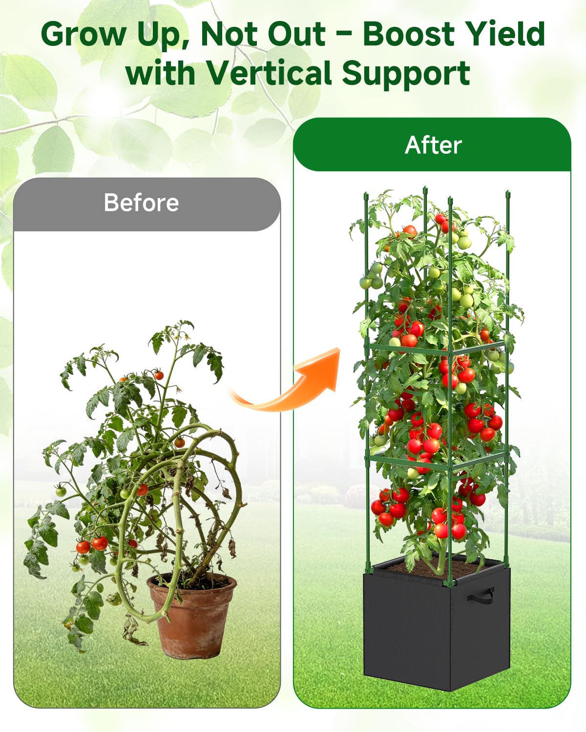 MQJIAZHI tomatoes thriving on a trellis with better light exposure.