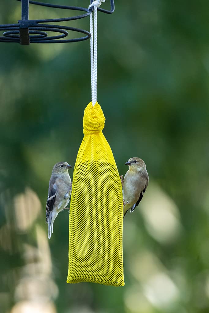 Mr. Canary backyard birdwatching with colorful sock feeders