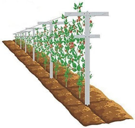 Mr Garden 7ft adjustable trellis cross stake supports raspberries as they climb
