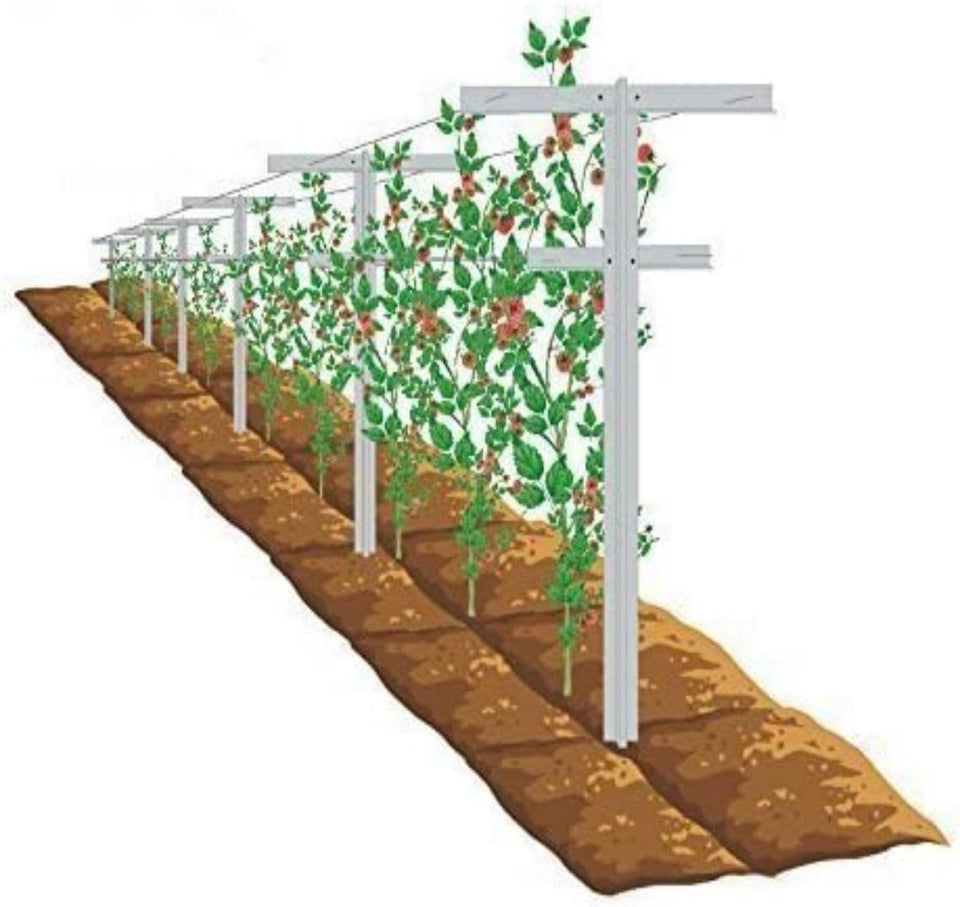 Mr Garden 7ft adjustable trellis cross stake supports raspberries as they climb