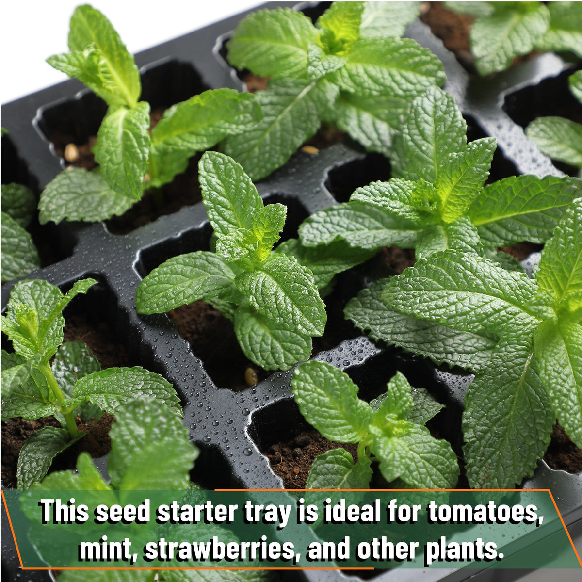 Mr. Pen seed starter kits suit indoor gardens and greenhouse setups.