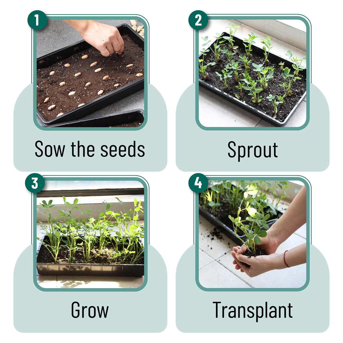 Mr. Pen seed starter trays raised edges help keep work areas tidy.