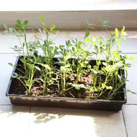 Mr. Pen seed starter trays ideal for germinating seeds and growing microgreens.